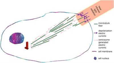 Electromagnetic interactions in regulations of cell behaviors and morphogenesis